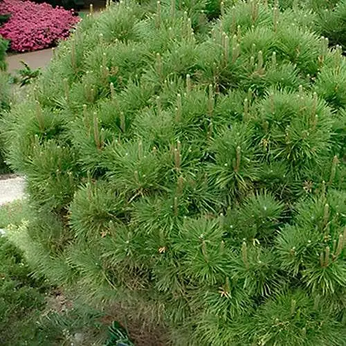 Сосна щеплена Agro-Market 2-річна густоквіткова Globosa С2 висота 20-25 см 187463 1 саджанець в упаковці - фото 1