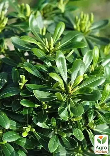 Лавр Австралийский "Pittosporum Tobira" (вечнозеленый высокие декоративные качества) (183870) 1 саженец - фото 2