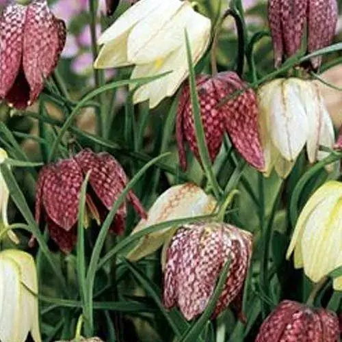 Фритилария "Meleagris mix" (размер 5/6, средний) 5 шт (17329) - фото 1