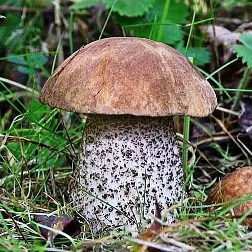 Сухий зерновий міцелій "Підберезовик звичайний" 100г (45194) - фото 1