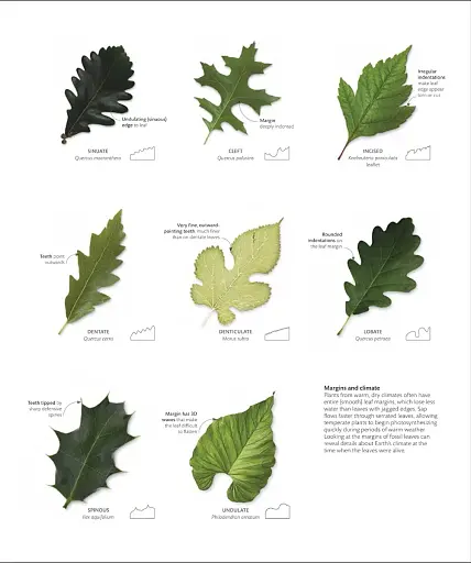 The Science of Plants - фото 8