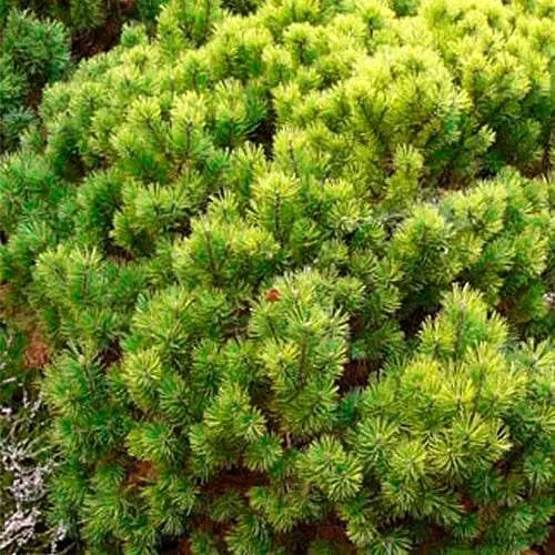 Сосна привитая Agro-Market 2-х летняя горная Ophir С2 высота 20-25 см 187457 1 саженец в упаковке - фото 1