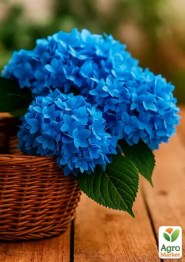 Гортензія крупнолиста 2-х річна "Nico Blue" висота саджанця 20-40см (152978) 1 саженец - фото 2