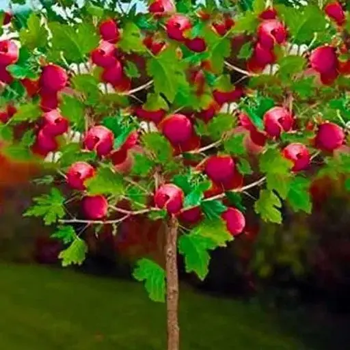 Крыжовник на штамбе Agro-Market "Сенатор" (средний срок созревания) (44847) 1 саженец в упаковке - фото 1