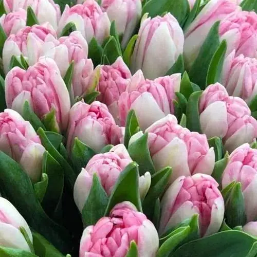 Тюльпан "Foxtrot" (181260) 2 шт - фото 1