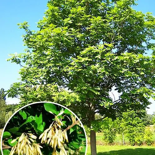 Ясень зеленый "Классический" (Fráxinus excélsior) (высокорослый сорт) (48211) 1 саженец в упаковке - фото 1