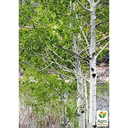 Осика звичайна Agro-Market 80-120 см (188846) 1 саджанець в упаковці - фото 1