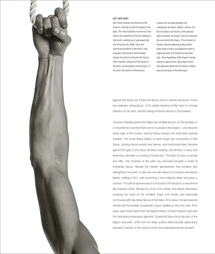 Anatomy for the Artist - фото 6