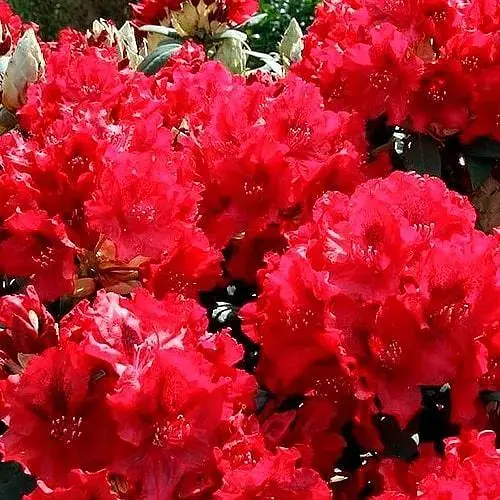 Рододендрон гибридный Agro-Market Wladyslaw Jagiello (186709) 1 саженец в упаковке - фото 1