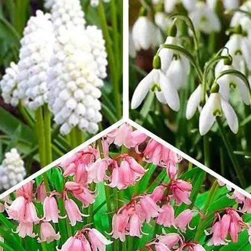 Микс луковиц Agro-Market из 3-х сортов Изумительная радуга (Amazing rainbow) 15шт луковиц (47774) - фото 1