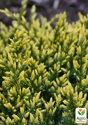 Ялівець лускатий "Dream Joy" С5 діаметр 40-50 см (185581) 1 саджанець - фото 2