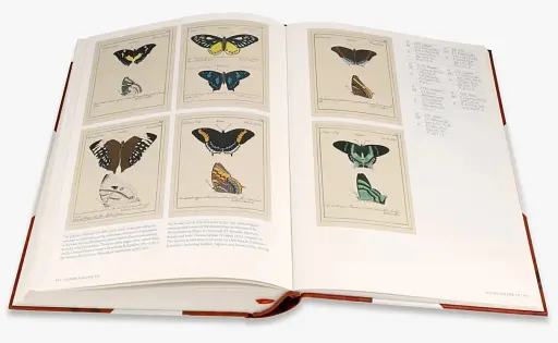 Iconotypes. A compendium of butterflies and moths. Jones’s Icones Complete - фото 7