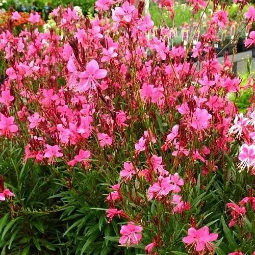 Гаура Baby Butterfly "Dark Pink" (вазон С2 ефектна багаторічна рослина) (188400) 1 саженец - фото 1