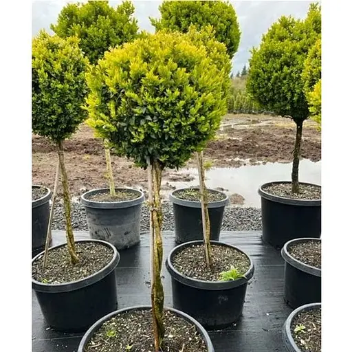 Самшит вечнозеленый формованный шар на переплетенном штамбе (189762) 1 саженец - фото 1