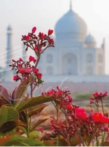 Amazing Gardens - фото 5