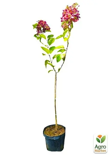 Гортензия метельчатая на штамбе "Candle light" С3 высота штамба 50-70см (62315) 1 саженец - фото 2