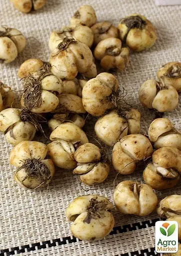 Фритилария "Rubra" 1 шт (25295) - фото 2