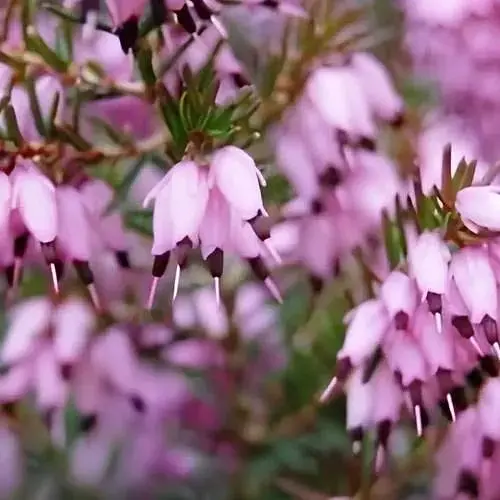 Еріка квітуча 2-річна Ewa вазон С1.5 (189911) 1 саджанець в упаковці Нидерланды - фото 1