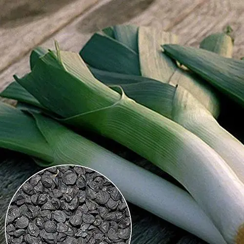 Лук "Порей" ТМ "Весна" 2г (13361) - фото 1