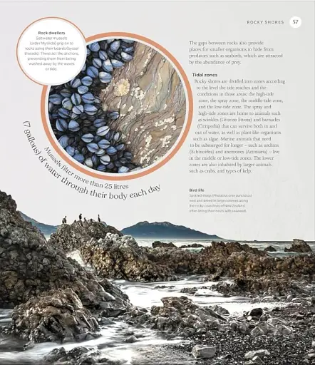 The Ocean Book: The Stories, Science, and History of Oceans - фото 4