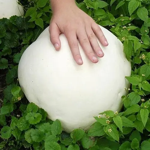 Сухий зерновий міцелій "Дощовик гігантський" 100г (45572) - фото 1