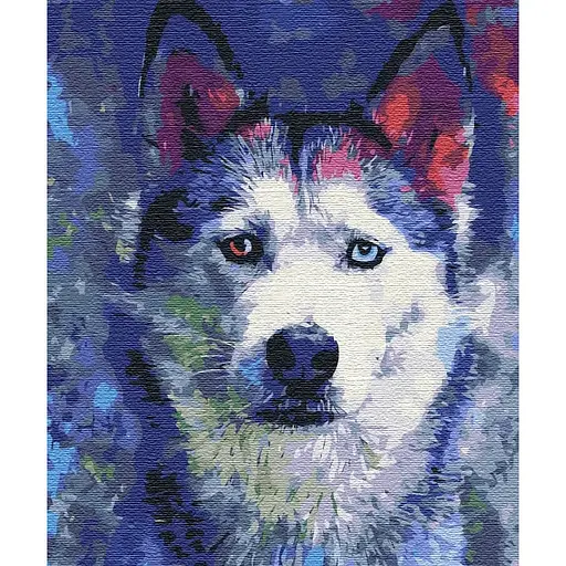 Картина по номерам на подрамнике Brushme Взгляд Хаски