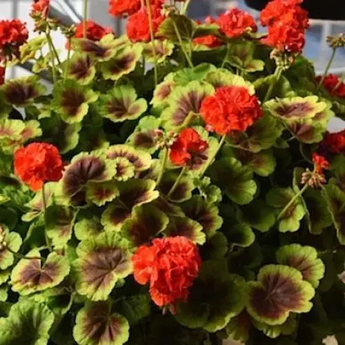 Пеларгония пестролистая "Contrast" (контейнер №10 высота 10-20 см) (48369) 1 саженец - фото 1