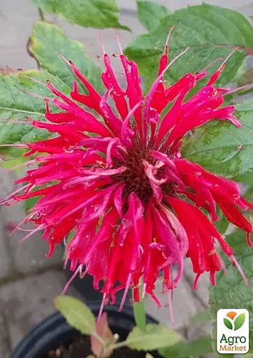 Бергамот (Монарда) "Red Joy" (183700) 1 саженец - фото 2