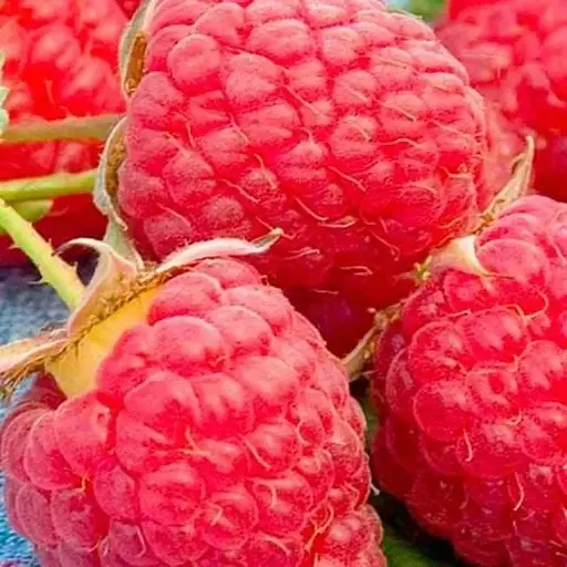 Малина Agro-Market "Poemat" (ремонтантный сорт, десертной польской селекции) 1-летний саженец (189504) 1 шт в упаковке - фото 1