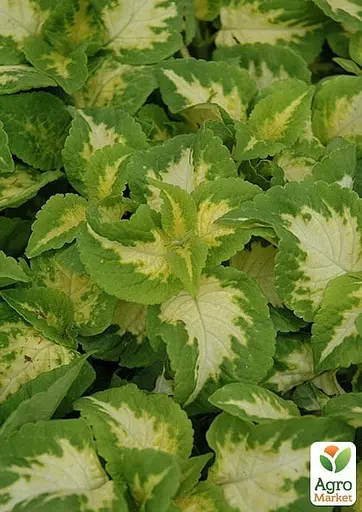 Колеус Wizard Jade 1 саженец (182532)  - фото 2