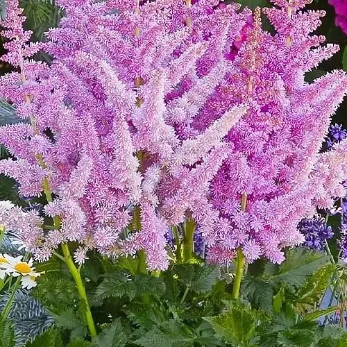 Астильба китайська "Heart and Soul" (189875) 1 саженец Нідерланди - фото 1