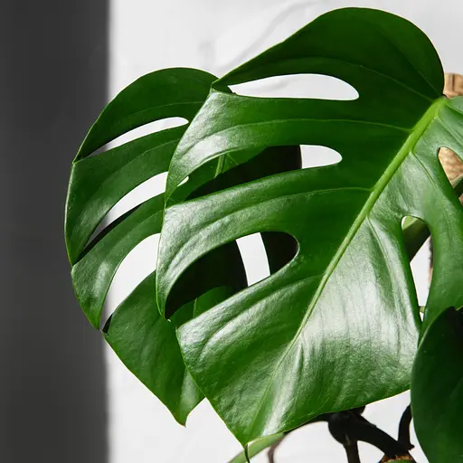 Торфосмесь универсальная COMPO Complete® 10 л - фото 9