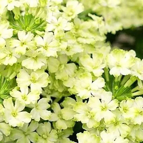 Вербена ампельная "Vanessa Compact Lime" (185523) 1 саженец - фото 1