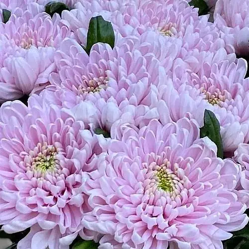 Хризантема "Ottawa Rose" (низкоросла крупноквіткова) (189673) 1 саженец - фото 1