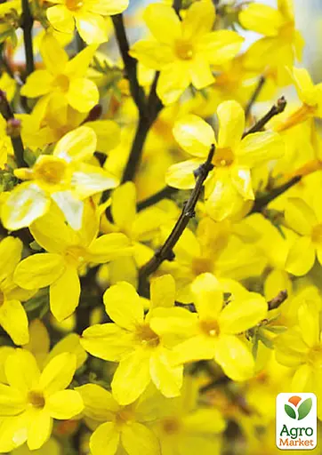 Жасмин жовтий (ампельний) "Nudiflorum" 2х річний (вазон С1) (184783) 1 саженец - фото 2