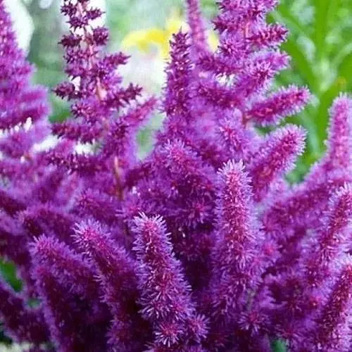 Астильба китайська "Purpurlanze" (189876) 1 саженец Нідерланди - фото 1