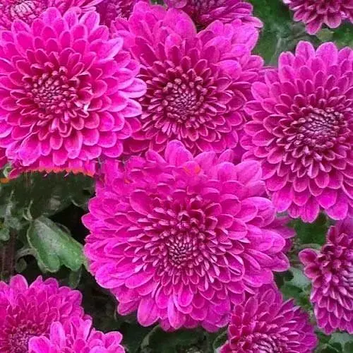 Хризантема мультифлора куляста "Pilou Violet" (189659) 1 саженец - фото 1