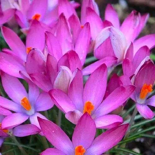 Крокус Томазини "Roseus" (182873) 5 шт - фото 1