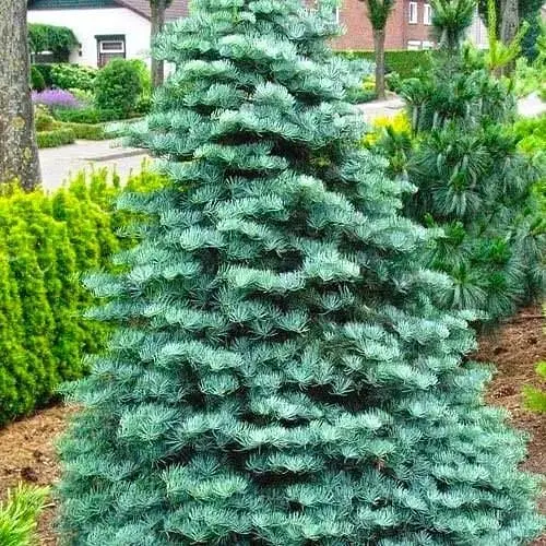 Ялиця Каліфорнійська Agro-Market Concolor C10 висота 70-100 см 176727 1 саджанець в упаковці - фото 1