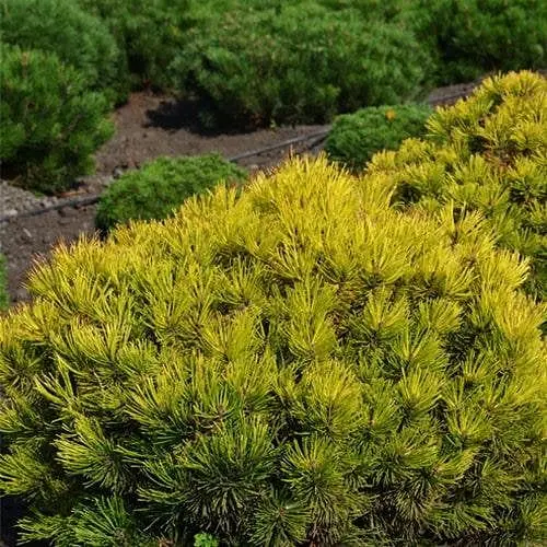 Сосна горная Agro-Market Ophir ком/сетка высота 90-100 см 188448 1 саженец в упаковке - фото 1