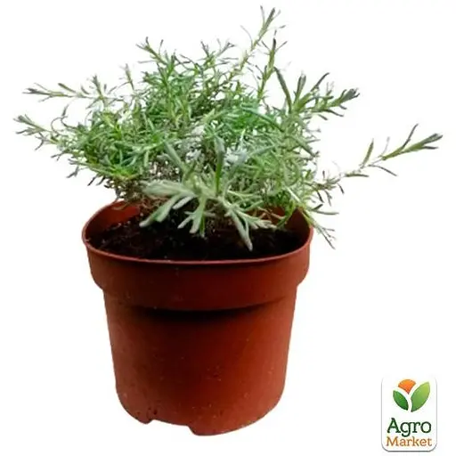 Міні-карі (Helichrysum italicum Aladin) (49831) 1 шт в упаковці - фото 2