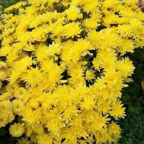 Хризантема мультифлора куляста "Kumo Yellow" (189655) 1 саженец - фото 1