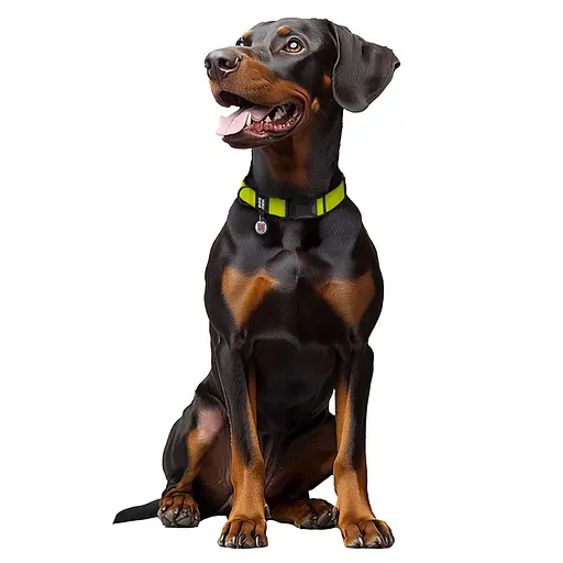 Ошейник для собак водостойкий Waudog Magnet с QR-паспортом магнитная пряжка-фастекс M Ш 20 мм Д 28-40 см лимонный - фото 3