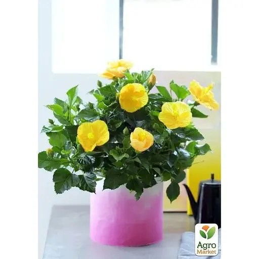 Гибискус комнатный Agro-Market Adonis Yellow (167056) 1 саженец в упаковке комнатный Нидерланды - фото 3