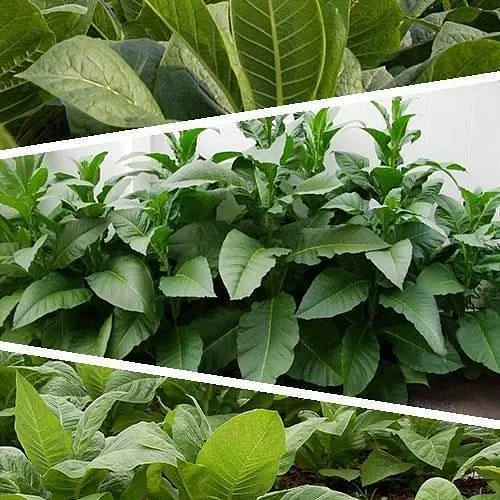 Насіння Тютюн "Популярні сорти" ТМ "Весна"  1г (45516) - фото 1