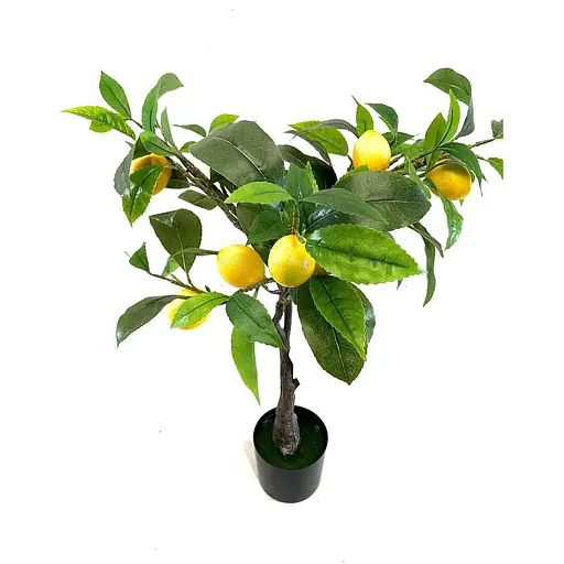 Лимонне дерево Hvoya в горщику 75 см - фото 2