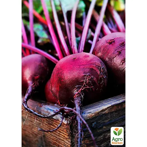 Буряк столовий "Суміш кращих популярних сортів" ТМ "Весна"  15г (45535) - фото 2
