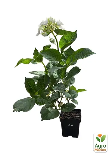 Гортензія крупнолиста 2-річна "White Spirit" висота саджанця 20-40см (186194) 1 саженец - фото 2