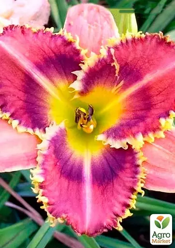 Лилейник "Barracuda Bay" (49793) 1 шт - фото 2