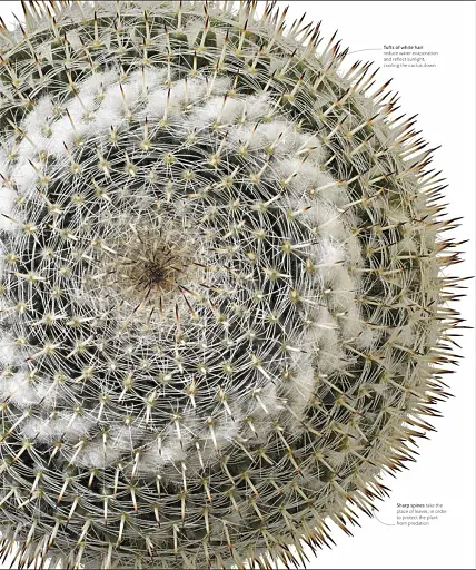 The Science of Plants - фото 6